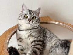 -瑞派福兴宠物医院犬猫全科·骨科·中西医结合(河东店)