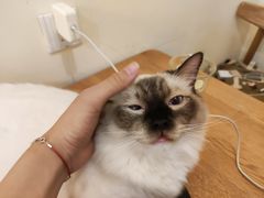 -滚猫咖啡·猫咖·猫友好撸猫(未来城店)