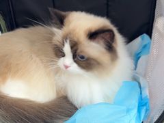 -四月宠物医院·猫专科·心脏专科·内科(转塘店)