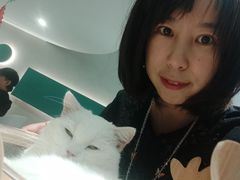 -飞行喵MR PILOT|猫舍·猫咖(静安大融城店)