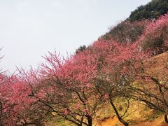-新建村梅花