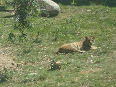 -泉州海丝野生动物世界