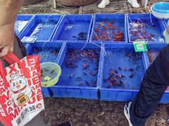 -中环花鸟鱼虫市场
