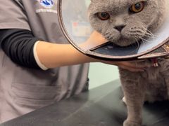 -北京派仕佳德动物医院·超导核磁·CT·神经科·骨科·内外科·急重症管理中心