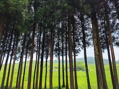 -玉舍国家森林公园