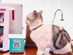 -有猫主题·治愈系猫咖(曾厝垵店)