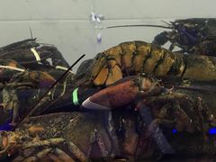 -欢乐海岸美食联盟