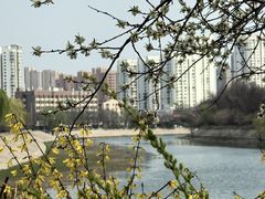 -桃花堤公园