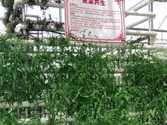 -迪茵湖田家舍生态农场