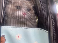 -lincat·猫舍(广州店)