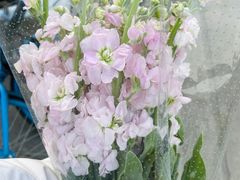 -循礼门鲜花花市(武汉循礼门店)