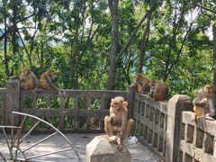 -黔灵山公园