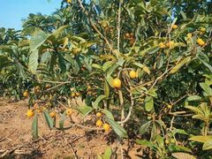 -绵阳盛世樱花悠乐谷