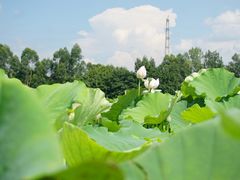 -三圣花乡旅游区