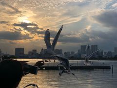 -台场海滨公园船码头
