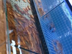 -冀粤香海鲜自助餐厅(西美五洲店)