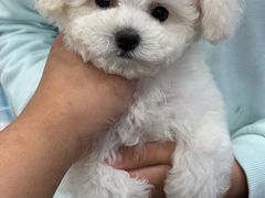 -萌宠之家·腊肠犬·马尔泰·小体犬舍