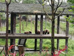 -中国大熊猫保护研究中心雅安碧峰峡基地