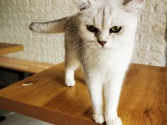 -平行世界·猫咖(首经贸店)