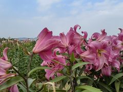 -径山花海