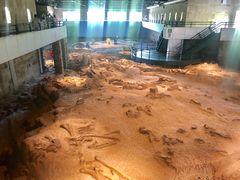 -自贡恐龙博物馆