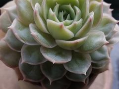 -江阴花鸟市场