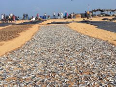 -尼甘布海鲜市场