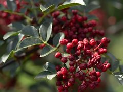 -御盛苑富隆汇·传承川菜·商务简餐(江北嘴店)
