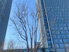 -烟台中泽华羿铂尔曼酒店·汇·全日餐厅·高空海景自助