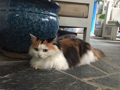 Anne猫窝咖啡屋-Anne猫窝咖啡屋