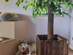 -Husky Go! 哈士奇体验馆·宠物咖啡厅狗咖