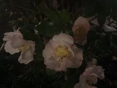 -花锦堂·隐庐