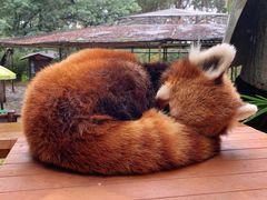 -云南野生动物园