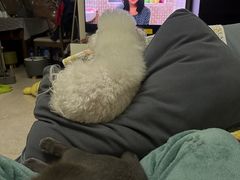 -天宠宠物医院24小时·急重症诊疗中心·全科·腔镜特色(和平分院)