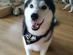 -Husky Go! 哈士奇体验馆·宠物咖啡厅狗咖