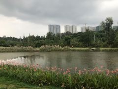 -白鹭湾湿地公园