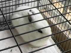 -爱侣宠医·鹦鹉专科·小型哺乳类·异宠专科(灵石路店)