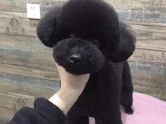 -小呆的宠物店·宠物售卖·宠物寄养(城西店)