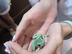 -帕帕拉兹宠物(亚洲旗舰店)