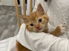 -楼上猫咖(罗湖店)