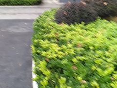 -徐家汇源景区-衡山公园