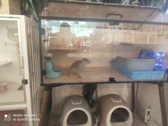 -平行世界·猫咖(首经贸店)