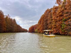 -上海海湾国家森林公园