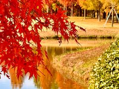 -黄海国家森林公园