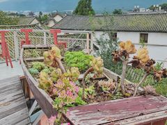 -喵屿·大理花园猫咖