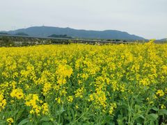 -光明小镇欢乐田园