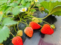 -海上花岛玫瑰园采摘