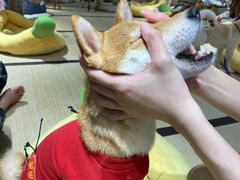 -逗柴咖啡屋·狗咖猫咖宠物桌游