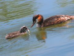 -野鸭湖国家湿地公园
