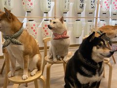 -柴迷FANS CLUB·柴犬狗咖·猫咖